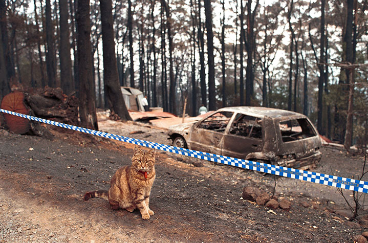 A ginger cat stands on burnt ground behind police tape. In the background is a burnt out car and burnt trees.